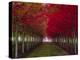 USA, Oregon, Forest Grove. A grove of trees in full autumn red.-Richard Duval-Premier Image Canvas