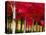 USA, Oregon, Forest Grove. A grove of trees in full autumn red.-Richard Duval-Premier Image Canvas