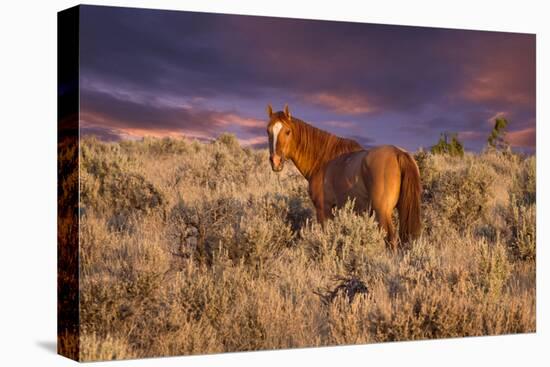 USA, Oregon, Harney County. Wild Horse on Steens Mountain-Janis Miglavs-Premier Image Canvas