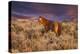 USA, Oregon, Harney County. Wild Horse on Steens Mountain-Janis Miglavs-Premier Image Canvas