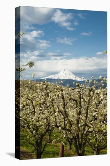 USA, Oregon, Hood River. Mt. Hood Looms over Apple Orchard-Richard Duval-Premier Image Canvas