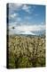 USA, Oregon, Hood River. Mt. Hood Looms over Apple Orchard-Richard Duval-Premier Image Canvas