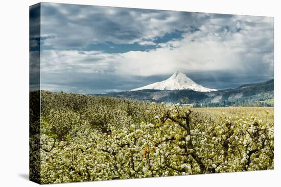 USA, Oregon, Hood River. Mt. Hood Looms over Apple Orchard-Richard Duval-Premier Image Canvas