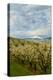 USA, Oregon, Hood River. Mt. Hood Looms over Apple Orchard-Richard Duval-Premier Image Canvas
