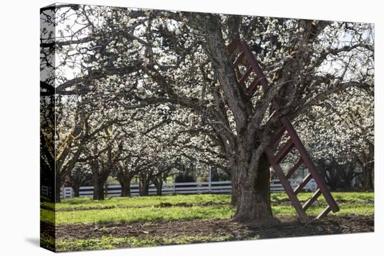 USA, Oregon, Hood River Valley, a Ladder in a Tree in an Orchard-Rick A Brown-Premier Image Canvas