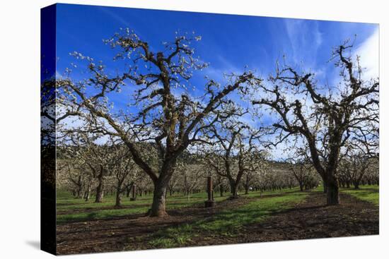 USA, Oregon, Hood River Valley, an Orchard-Rick A Brown-Premier Image Canvas