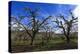 USA, Oregon, Hood River Valley, an Orchard-Rick A Brown-Premier Image Canvas