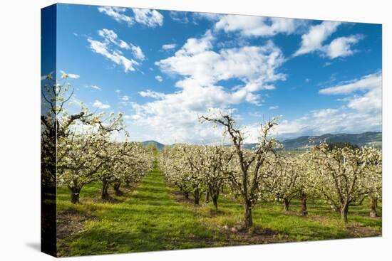 USA, Oregon Hood River, Valley. Apple Orchard Near Hood River-Richard Duval-Premier Image Canvas