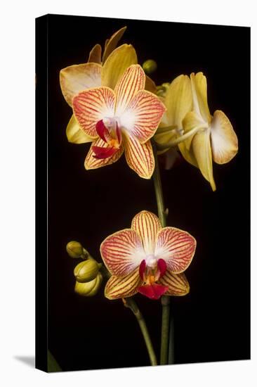 USA, Oregon, Keizer, Cultivated Orchid-Rick A Brown-Premier Image Canvas