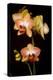 USA, Oregon, Keizer, Cultivated Orchid-Rick A Brown-Premier Image Canvas