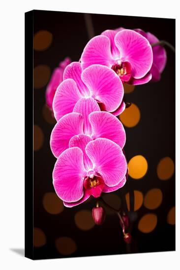 USA, Oregon, Keizer, Cultivated Orchid-Rick A Brown-Premier Image Canvas