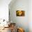 Usa, Oregon, Keizer, gourds.-Rick A Brown-Premier Image Canvas displayed on a wall