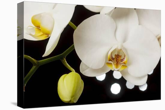 USA, Oregon, Keizer, Hybrid Orchid-Rick A Brown-Premier Image Canvas