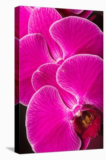 USA, Oregon, Keizer, Hybrid Orchid-Rick A Brown-Premier Image Canvas