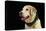 USA, Oregon, Keizer, Labrador Retriever in Her Christmas Collar, Pr-Rick A. Brown-Premier Image Canvas