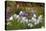 Usa, Oregon, Keizer Schreiner's Iris Garden, abstract of iris and garden.-Rick A Brown-Premier Image Canvas