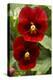 Usa, Oregon, Keizer Schreiner's Iris Garden, pansy.-Rick A Brown-Premier Image Canvas