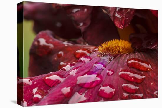 Usa, Oregon, Keizer Schreiner's Iris Garden, water droplets on hybrid iris.-Rick A Brown-Premier Image Canvas