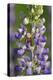 USA, Oregon. Ladybug on Lupine Flower-Steve Terrill-Premier Image Canvas