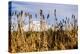 USA, Oregon. Lava Lake, cattails in foreground, Broken Top Mountain in background.-Alison Jones-Premier Image Canvas