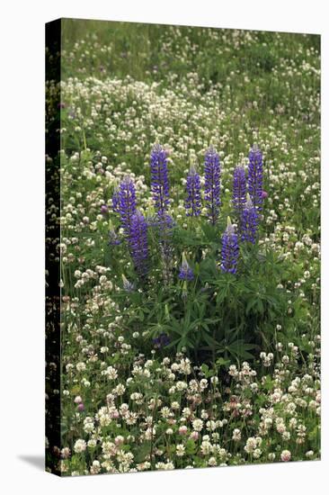 USA, Oregon. Lupine and Clover in Field-Steve Terrill-Premier Image Canvas