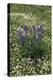 USA, Oregon. Lupine and Clover in Field-Steve Terrill-Premier Image Canvas