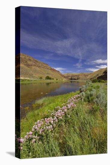 USA, Oregon. Milkweed Along the John Day River-Steve Terrill-Premier Image Canvas