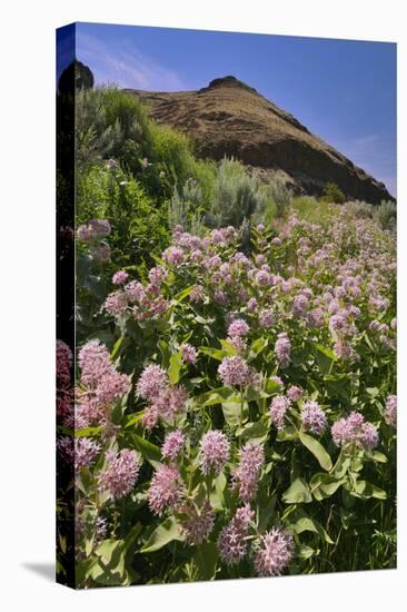 USA, Oregon. Milkweed and Cliff-Steve Terrill-Premier Image Canvas