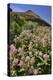 USA, Oregon. Milkweed and Cliff-Steve Terrill-Premier Image Canvas