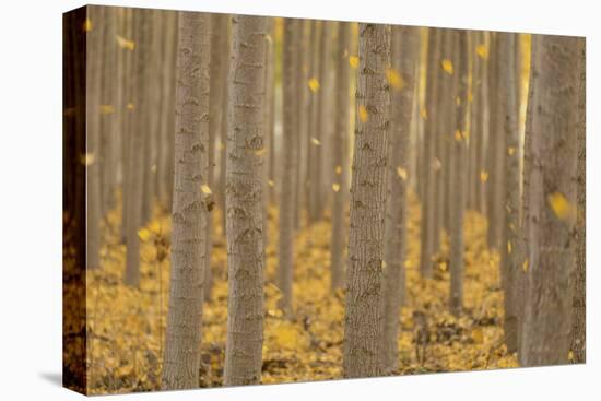 USA, Oregon, Morrow County. Poplar Trees at the Boardman Tree farm.-Brent Bergherm-Premier Image Canvas