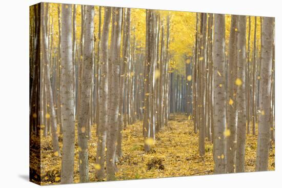 USA, Oregon, Morrow County. Poplar Trees at the Boardman Tree farm.-Brent Bergherm-Premier Image Canvas