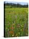 USA, Oregon, Mount Hood NF. Wildflowers in Summit Meadow-Steve Terrill-Premier Image Canvas
