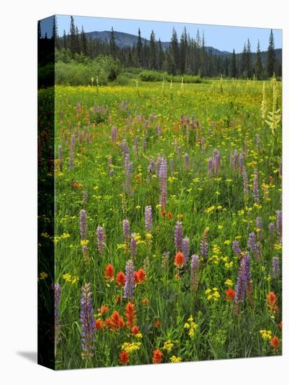 USA, Oregon, Mount Hood NF. Wildflowers in Summit Meadow-Steve Terrill-Premier Image Canvas