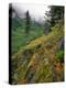 USA, Oregon, Mt Hood National Forest. Hillside Landscape in Fog-Jaynes Gallery-Premier Image Canvas