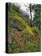 USA, Oregon, Mt. Hood NF. Hillside of Trees and Wildflowers-Steve Terrill-Premier Image Canvas