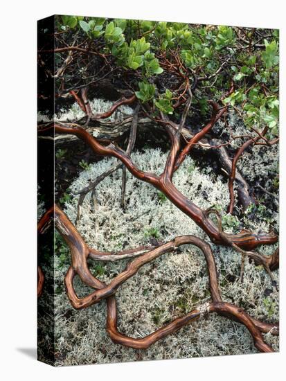 USA, Oregon, Mt. Hood NF. Manzanita Plant on Bed of Moss-Steve Terrill-Premier Image Canvas