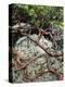 USA, Oregon, Mt. Hood NF. Manzanita Plant on Bed of Moss-Steve Terrill-Premier Image Canvas