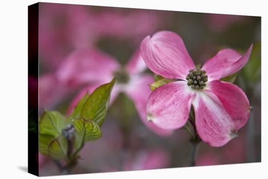 USA, Oregon. Pink Dogwood Blossom Close-up-Jean Carter-Premier Image Canvas