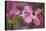 USA, Oregon. Pink Dogwood Blossom Close-up-Jean Carter-Premier Image Canvas
