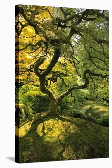 Usa, Oregon, Portland. Japanese lace maple tree-Jaynes Gallery-Premier Image Canvas