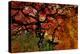 USA, Oregon, Portland. Japanese lace maple trees in garden.-Jaynes Gallery-Premier Image Canvas