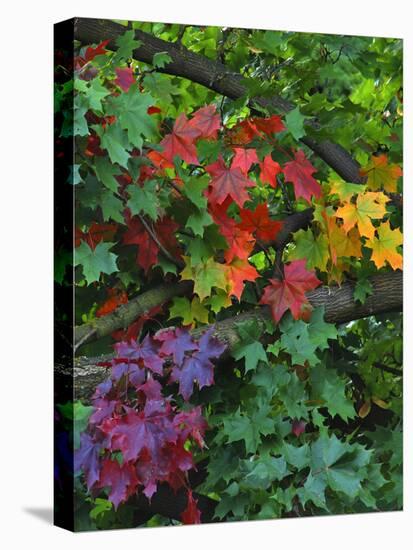 USA, Oregon, Portland. Sugar Maple Tree Scenic-Steve Terrill-Premier Image Canvas