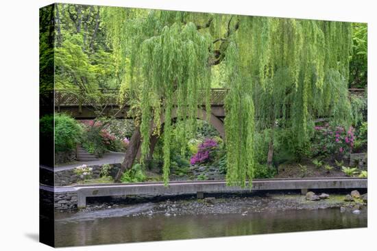 USA, Oregon, Portland, Weeping willow above small creek and blooming azalea.-John Barger-Premier Image Canvas