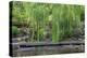 USA, Oregon, Portland, Weeping willow above small creek and blooming azalea.-John Barger-Premier Image Canvas