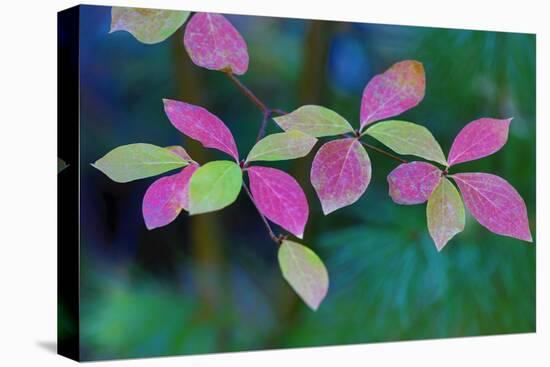 USA, Oregon, Rogue River Wilderness. Wild Dogwood Leaves in Autumn-Jean Carter-Premier Image Canvas