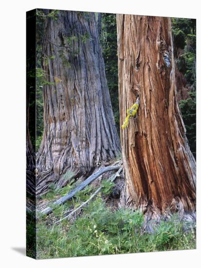 USA, Oregon, Rogue-Umpqua Divide Wilderness. Incense Cedar Tree-Jaynes Gallery-Premier Image Canvas