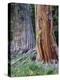 USA, Oregon, Rogue-Umpqua Divide Wilderness. Incense Cedar Tree-Jaynes Gallery-Premier Image Canvas