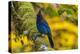 USA, Oregon, Silver Falls State Park. Steller's jay on branch.-Jaynes Gallery-Premier Image Canvas