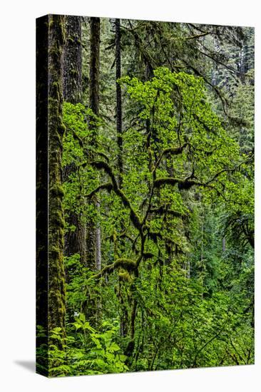 USA, Oregon, Silver Falls State Park-Joe Restuccia III-Premier Image Canvas