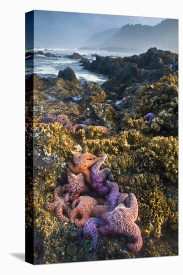 USA, Oregon. Starfish and Sea Stars at Low Morning Tide-Jaynes Gallery-Premier Image Canvas